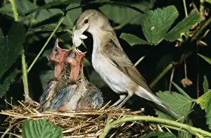 Duncan Usher Photographer Drucke: Garden Warbler