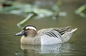 Bird Photography Prints Drucke: Garganey Duck