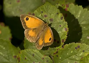 Nature Prints For Sale UK Drucke: Gatekeeper Butterfly