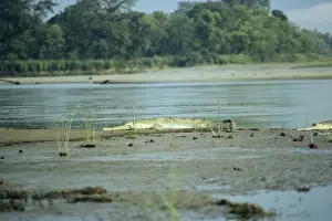 Asian Reptile Species Drucke: Gavial / Gharial - Nepal