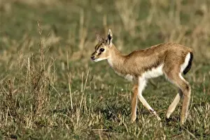African Wildlife Art Prints Drucke: Gazelle de Thomson