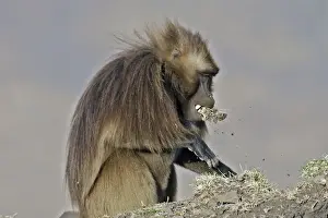Simien Mountains National Park Drucke: Gelada Baboon - pulling up grass with mouth. Simien mountains - Ethiopia - Africa