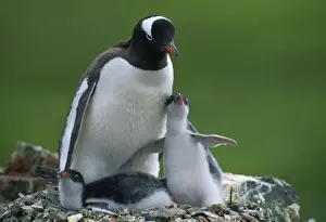 Drucke von JPF-8768 GENTOO-Pinguin Antarktika, Erwachsener und Jungtierer Punkt - Adulter und junger Halbinsel der Antarktis Pygoscelis papua Jean Paul Ferrero Bitte beachten Sie Gentoo Drucke: Gewöhnlicher Füchsefeuerfisch