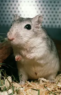 Drucke von PM-8646 Gerbil Pat Morris Bitte beachten Sie, dass Drucke nur für persönliche Anzeigepurposes gedacht sind und nicht reproduziert werden dürfen Nagetiere Drucke: Gerbil