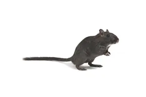 Gerbil - im Studio