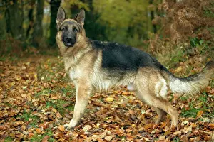 Drucke von LA-1504 Deutscher Schäferhund/Alasatin auf Herbstspaziergang Jean Michel Labat Bitte beachten Sie, dass die Drucke nur für persönliche Anzeigezwecke gedacht sind und nicht reproduziert werden dürfen Bilder Datiert 2004 November: Deutscher Schäferhund / alsatischen Hund