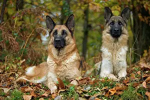 Drucke von LA-1505 Deutscher Schäferhund/Alasatin - zwei, im Herbstwald von Jean Michel Labat Beachten Sie bitte: Drucke sind nur für persönliche Anzeigezwecke gedacht und dürfen nicht reproduziert werden Bilder Datiert 2004 November: Deutscher Schäferhund / Rottweiler-Mischling - zwei