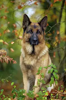 Deutscher Schäferhund / Alsatian