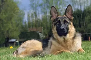 Alsatian Dog Breed Drucke: German Shepherd Dog