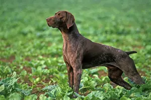 Jean Michel Labat Photography Drucke: German Short-haired Pointer