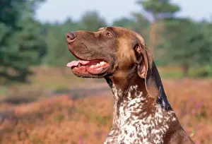John Daniels Photography Drucke: German Short-haired Pointer Dog