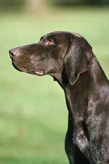 Personal Use Pet Prints Online Drucke: German Shorthaired Pointer Dog