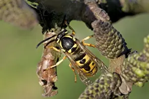 European Wasps Drucke: German Wasp - queen