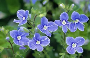 Wildflower Images Drucke: Germander Speedwell