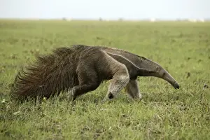 Riesenanteiler im Llanos, Venezuela