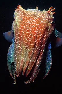 Tintenfisch Drucke: Riesenkatzenfisch - größter Katzenfisch der Welt, Südaustralien