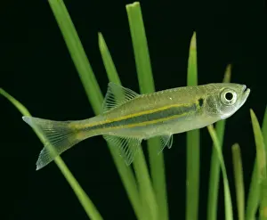 Wildlife Fish Photos Drucke: Giant Danio Fish