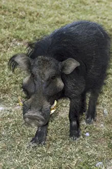 Riesenhörnchenwaldhirsch
