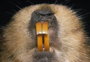 Wildlife Artwork For Sale Drucke: Giant Mole Rat