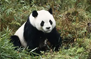 M Watson Wildlife Photography Drucke: Giant Panda