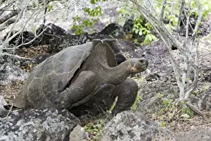 San Cristobal Island Wildlife Drucke: Giant Tortoise - Intermediate shape between Dome shape and Saddle Back Shape