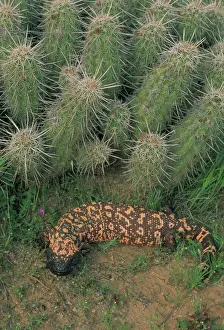 Drucke von CAN-3055 Gila-Monster in Saguaro-Kaktusboot Arizona, USA Heloderma suspectum Eine von nur zwei giftigen Echsen der Welt geschützte Art. Überträgt Gift durch gekerbte Zähne Gila-Monster Drucke: Gila-Monster (Heloderma suspectum)