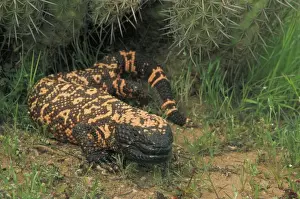Drucke von CAN-3058 Gila-Monster - in Saguaro-Kaktusboot Arizona, USA Heloderma suspectum Eine von nur zwei giftigen Echsen der Welt geschützte Art. Liefernt Gift durch gekerbte Zähne Gila-Monster Drucke: Gila-Monster (Heloderma suspectum)