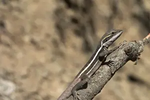 Drucke von DH-3460 Gilberts Drache, winkende Bein Kupungarri, Kimberleys Bilder Datiert 2004 September: Gilberts Drache, schwingender Bein - Gängig bekannt als Ta-Ta-Lizard weil es nach jedem kurzen Streckenabschnitt ein