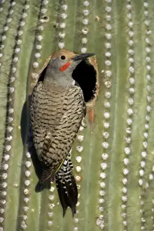 Drucke von CAN-3192 Goldener Funke - männlicher Vogel im Nest im Saguaro-Kaktus-Sonoren-Delta, Arizona, USA Colaptes chrysoides John Cancalosi Beachten Sie bitte Zwerghühner Drucke: Gilded Flicker (Colaptes chrysoides) im Nest im Saguaro-Kaktus – Sonoran-Wüsten-Desert – Arizona – Männlich