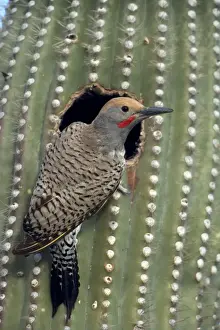 Goldener Flicker (Colaptes chrysoides) im Nest im Saguarocaktus – Sonoran-Deskert – Arizona – Diese Holzwürger sind ständige Bewohner, die in allen Dessertsiedungen vorkommen - Macht Löcher im Saguaro-Kaktus für Nester, die später von anderen Vögeln genutzt werden