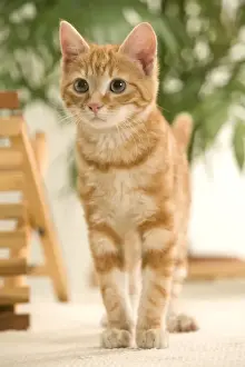 Zimt Katze