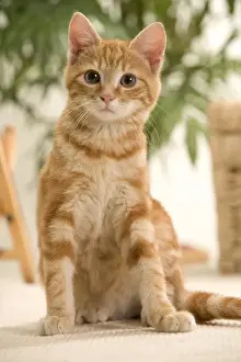 Zimt Katze