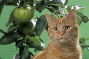 Personal Use Cat Pictures Drucke: Ginger Cat On bench with apples