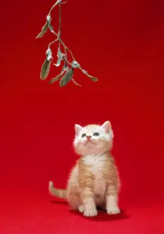 Christmas Pet Photos Drucke: Ginger Cat - kitten under mistletoe