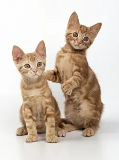 Feline Photography Art Drucke: Ginger Cat Two kittens