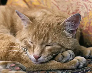 Feline Photography Prints Drucke: Ginger Cat Sleeping