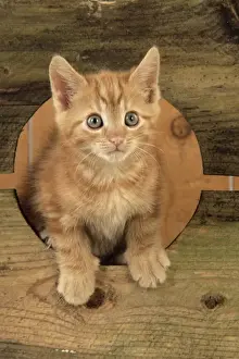 Cute Kittens Playing Drucke: Ginger Kitten