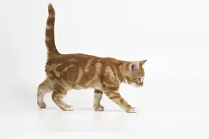 Limited Edition Pet Art Drucke: Ginger tabby cat