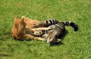 Ginger Cat Breeds Drucke: Ginger & Tabby Cats