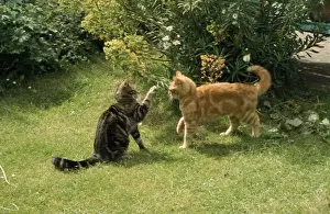 Ginger Cat Breeds Drucke: Ginger & Tabby Cats - friendly play