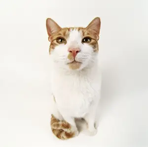 John Daniels Wildlife Photographer Drucke: Ginger & White Cat