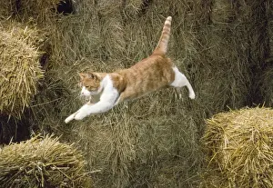 Personal Use Cat Pictures Drucke: Ginger & White Cat - jumping