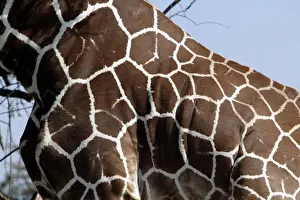 Mammal Photography Africa Drucke: Girafe reticulee