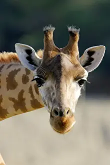 Close Up Wildlife Images Drucke: Giraffe - close-up of head