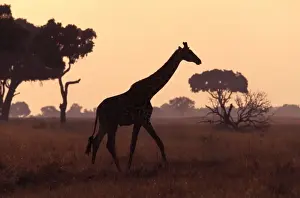 Jean Michel Labat Images Drucke: Giraffe - at dusk