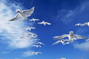 Wildlife Artwork For Sale Drucke: Glacous-winged Gull
