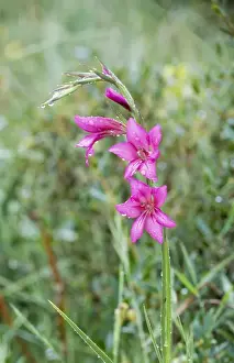 Pink Gladiolus Drucke: Gladiolus Menorca, May