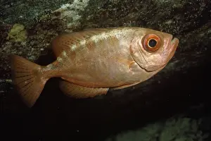Marine Fish Species Drucke: Glasseye Snapper Caribbean