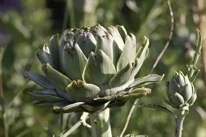 Artichoke Plant Drucke: Globe Artichoke