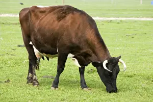 Cotswold Farm Park Drucke: Gloucester Cattle - cow grazing
